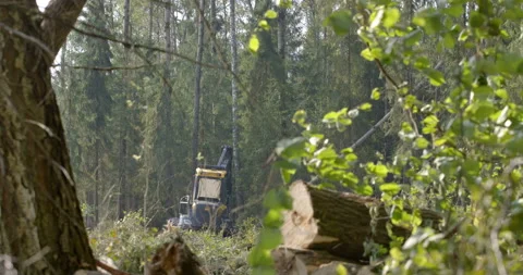 Logging machine cutting down trees, cutting branches and fold the trunks Stock Footage 105974496