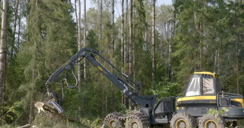 Logging machine cutting down trees, cutting branches and fold the trunks Stock Footage 105974503