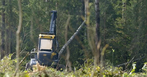 Logging machine cutting down trees, cutting branches and fold the trunks Stock Footage 105974944