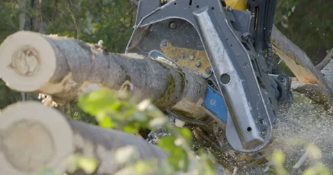 Logging machine cutting down trees, cutting branches and fold the trunks Stock Footage 105975236