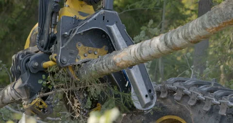 Logging machine cutting down trees, cutting branches and fold the trunks Stock Footage 105975366
