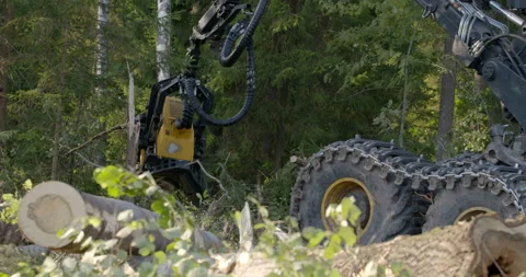 Logging machine cutting down trees, cutting branches and fold the trunks Stock Footage 105975629
