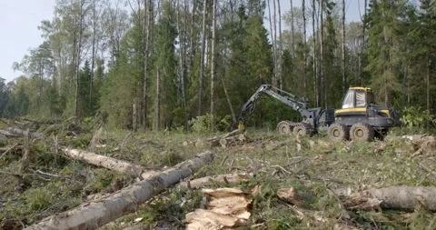 Logging machine cutting down trees, cutting branches and fold the trunks Stock Footage 105976030