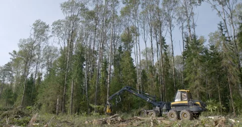 Logging machine cutting down trees, cutting branches and fold the trunks Stock Footage 105976066