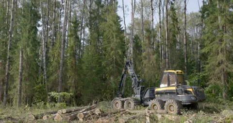 Logging machine cutting down trees, cutting branches and fold the trunks Stock Footage 105976382