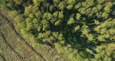 Logging machine cutting down trees, cutting branches and fold the trunks Stock Footage 105976430