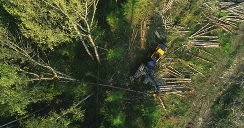 Logging machine cutting down trees, cutting branches and fold the trunks Stock Footage 105976662