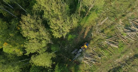 Logging machine cutting down trees, cutting branches and fold the trunks Stock Footage 105976724
