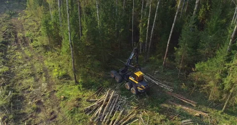 Logging machine cutting down trees, cutting branches and fold the trunks Stock Footage 105976966
