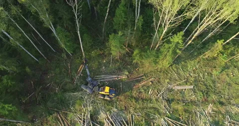 Logging machine cutting down trees, cutting branches and fold the trunks Stock Footage 105977032