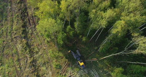 Logging machine cutting down trees, cutting branches and fold the trunks Stock Footage 105977396