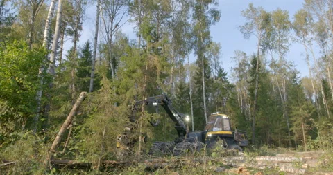 Logging machine cutting down trees, cutting branches and fold the trunks Stock Footage 105977983