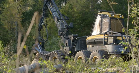 Logging machine cutting down trees, cutting branches and fold the trunks Stock Footage 105978331
