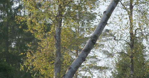Logging machine cutting down trees, cutting branches and fold the trunks Stock Footage 105978355