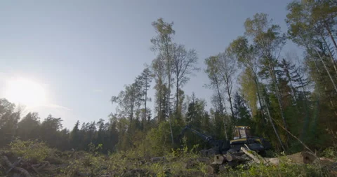 Logging machine cutting down trees, cutting branches and fold the trunks Stock Footage 105978509