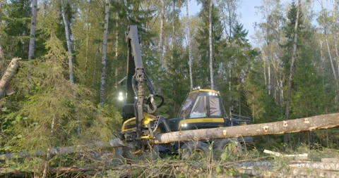 Logging machine cutting down trees, cutting branches and fold the trunks Stock Footage 105978542