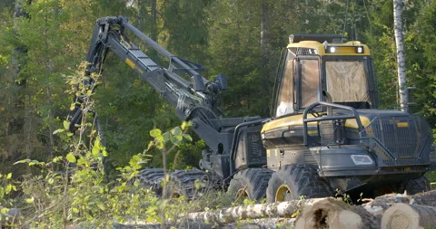 Logging machine cutting down trees, cutting branches and fold the trunks Stock Footage 105978601