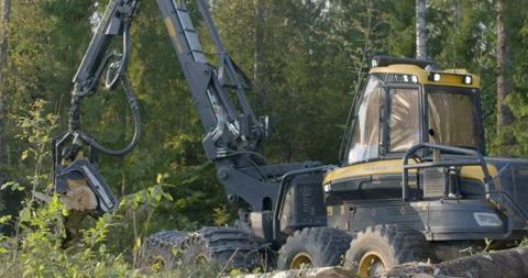 Logging machine cutting down trees, cutting branches and fold the trunks Stock Footage 105978651
