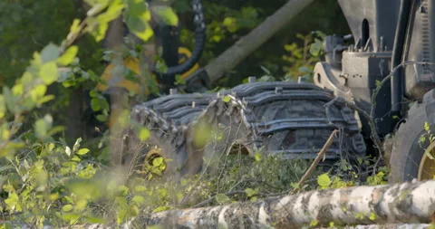 Logging machine cutting down trees, cutting branches and fold the trunks Stock Footage 105978899