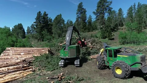 Logging machine cutting trees Stock Footage 194164853