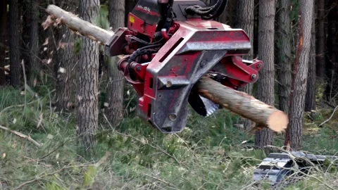 Logging machine disassembles tree Stock Footage 172559407