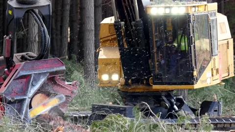 Logging machine disassembles tree Video stock 172559473