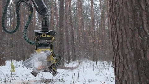 A logging machine dumps a felled tree on the ground. Slow motion Stock Footage 300765514