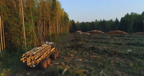A logging machine fully loaded with trunks of felled trees Stock Footage 105966009