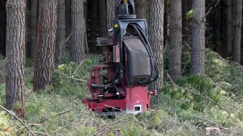 Logging machine lifts tree Stock Footage 172559383