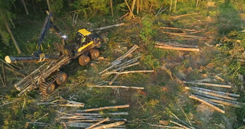 The logging machine overloads the trunks for transporting to place of storage Stock Footage 105964109