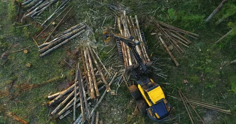The logging machine overloads the trunks for transporting to place of storage Stock Footage 105964497