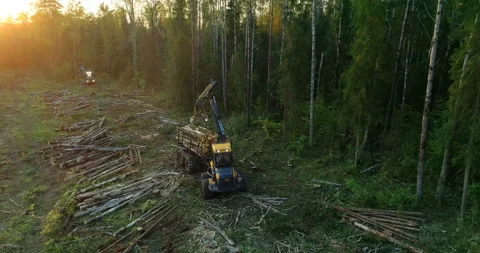 The logging machine overloads the trunks for transporting to place of storage Stock Footage 105965139