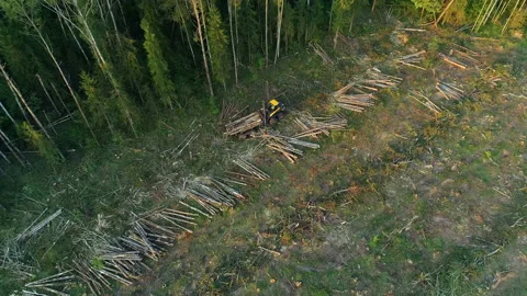 The logging machine overloads the trunks for transporting to place of storage Stock Footage 105971014