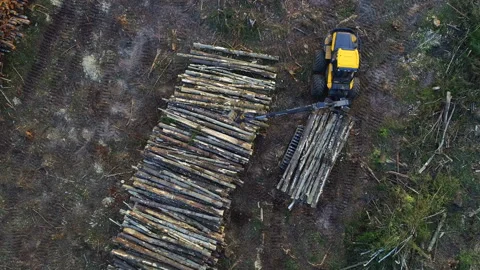 The logging machine overloads the trunks for transporting to place of storage Stock Footage 105971181