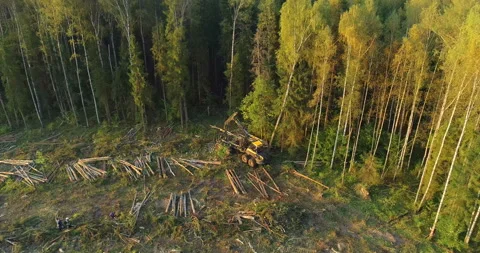 The logging machine overloads the trunks for transporting to place of storage Stock Footage 105977454