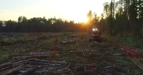 The logging machine overloads the trunks for transporting to place of storage Stock Footage 105977659