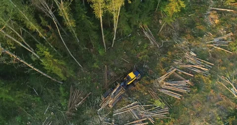 The logging machine overloads the trunks for transporting to place of storage Stock Footage 105977775