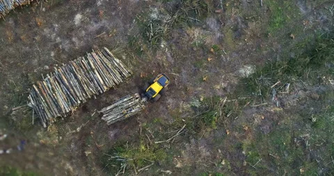 The logging machine overloads the trunks for transporting to place of storage Stock Footage 105977829