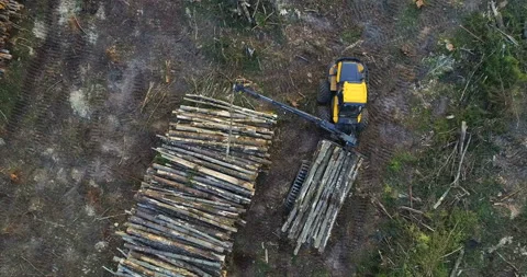 The logging machine overloads the trunks for transporting to place of storage Stock Footage 105977995