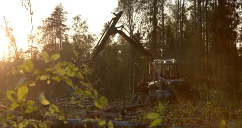The logging machine overloads the trunks for transporting to place of storage Stock Footage 105979173