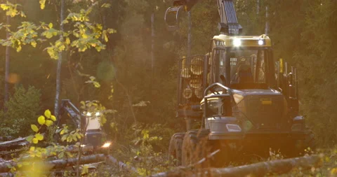 The logging machine overloads the trunks for transporting to place of storage Stock Footage 105979190