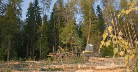 The logging machine overloads the trunks for transporting to place of storage Stock Footage 105979230