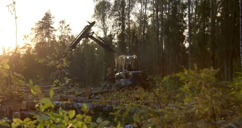 The logging machine overloads the trunks for transporting to place of storage Stock Footage 105979344