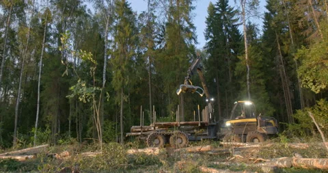 The logging machine overloads the trunks for transporting to place of storage Stock Footage 105979346