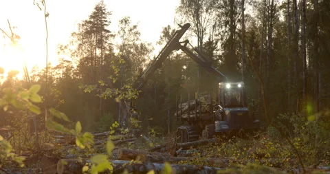 The logging machine overloads the trunks for transporting to place of storage Stock Footage 105979435