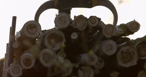 The logging machine overloads the trunks for transporting to place of storage Stock Footage 105979654