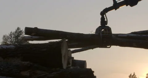 The logging machine overloads the trunks for transporting to place of storage Stock Footage 105979695