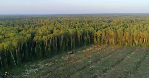 The logging machine seizes the trunks of felled trees with a metal grab  Stock Footage 105965191