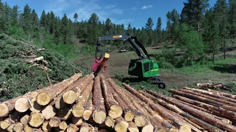 Logging machine stacking trees Video stock 194164832
