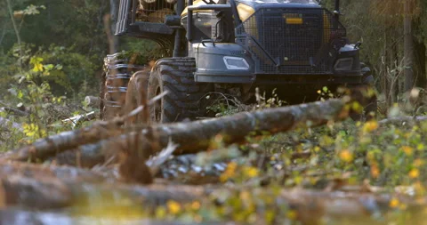 The logging machine transports the trunks of the cutting trees to storage site Stock Footage 105979484